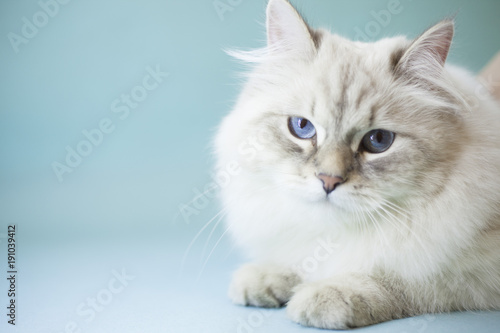 A portrait of a beautiful point-seal siberian female cat with blue eyes, light blue background