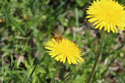 Fototapeta Naklejka Na Ścianę i Meble -  Полевой цветочек