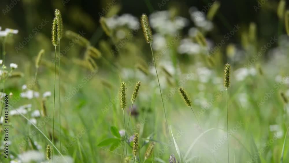 Spikelets of Grass and Fowers Swayed by the Wind. Spikelets of Grass and Fowers Swayed by the Wind.