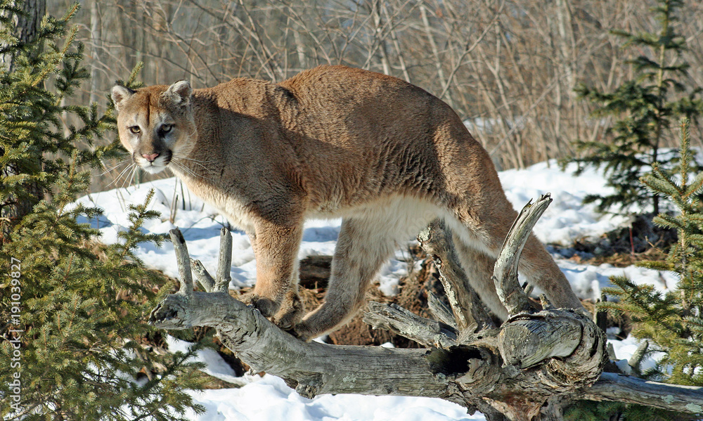 Fototapeta premium Cougar