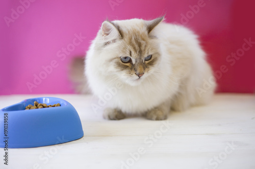 A beautiful point-seal siberian female cat with blue eyes is goind to eat dry food from a heart-shaped plastic bowl, White and pink background photo