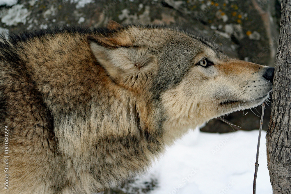 Obraz premium Wolf Portrait