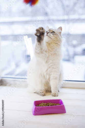 A beautiful point-seal siberian female cat with blue eyes is playing wth a fluffy toy. A pink plastic bowl with a dry cat food on a window sill