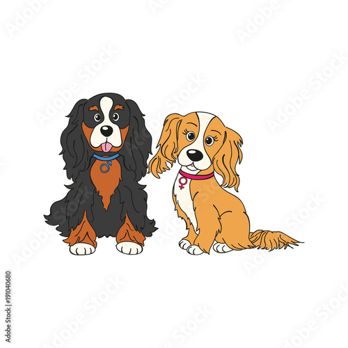cavalier king charles spaniel dog breed vintage illustration isolated