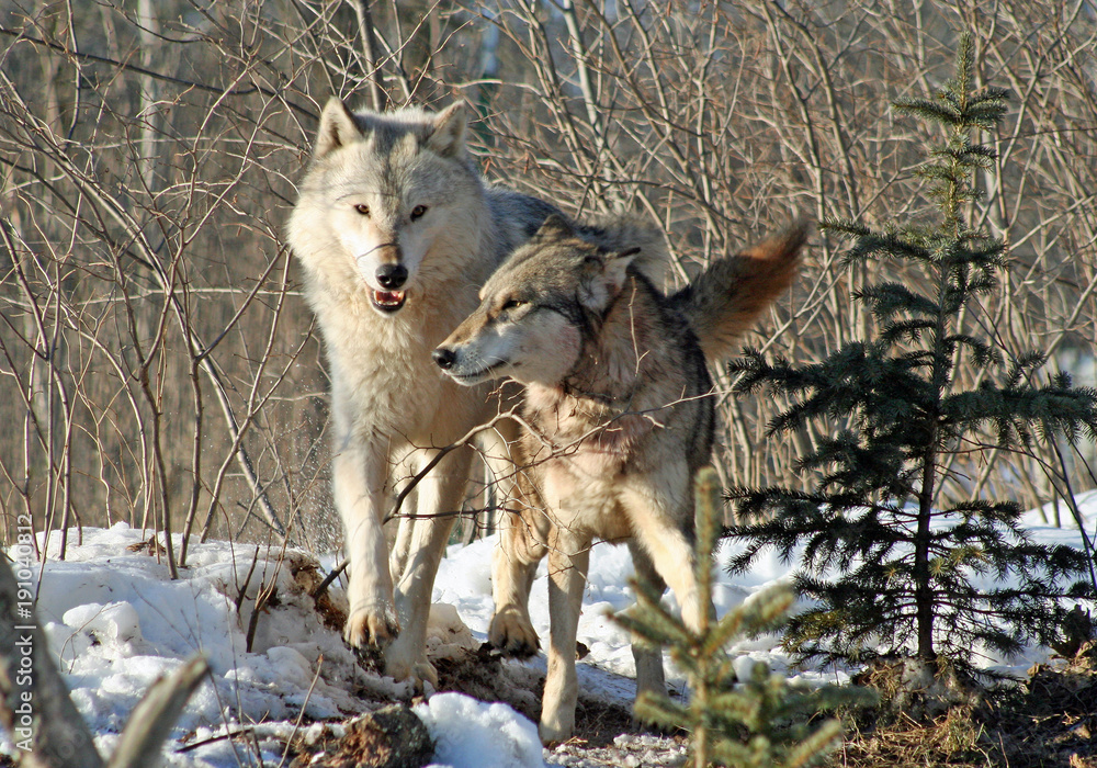 Naklejka premium Alpha Wolves