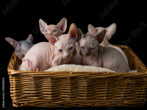 Fototapeta Naklejka Na Ścianę i Meble -  Sphynx cat