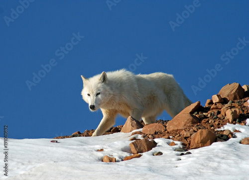 Arctic Wolf