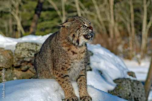 Snarling Bobcat