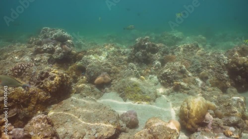 Wallpaper Mural Fish and coral reef. Wonderful and beautiful underwater world with corals and tropical fish. Hard and soft corals. Diving and snorkeling in the tropical sea. Travel concept. 4K video. Torontodigital.ca