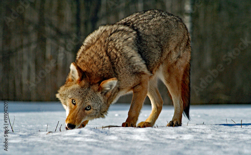 Coyote Eating