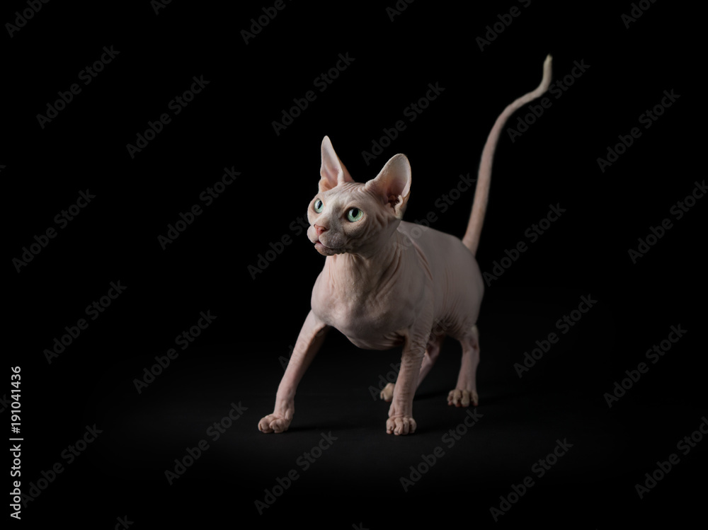 Sphynx cat Sphynx cat