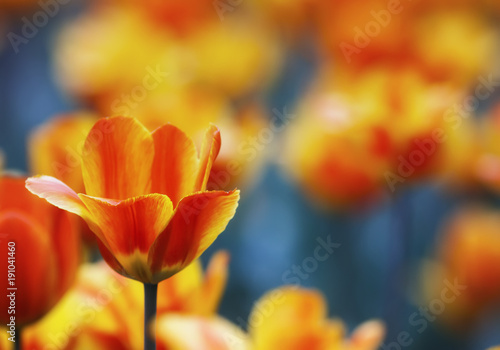 lots of beautiful bright yellow and red flowers and buds of a Tulip blooming in the spring in the may Park