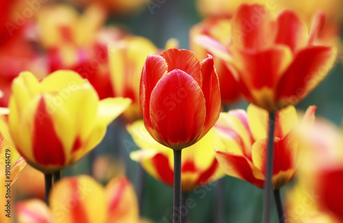 beautiful bright yellow and red flowers and buds of a Tulip blooming in the spring in the may Park