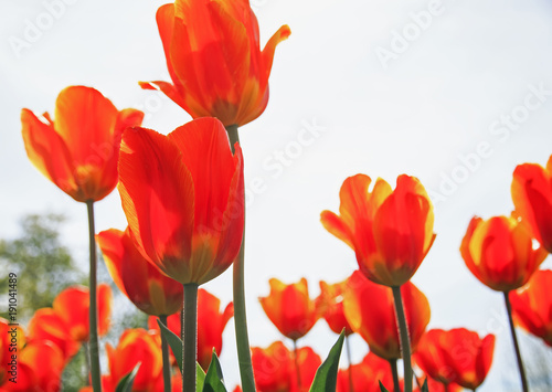 lots of beautiful bright yellow and red flowers and buds of a Tulip blooming in the spring in may the Park and reach for the sky