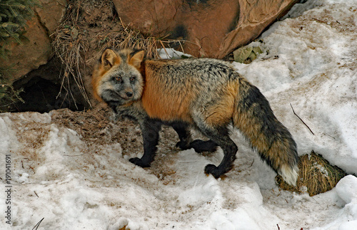 Cross Fox