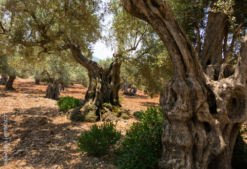 Olivenbaum auf Mallorca