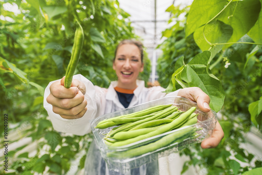 Fototapeta premium Young female shows fresh picked green beans in a greenhouse