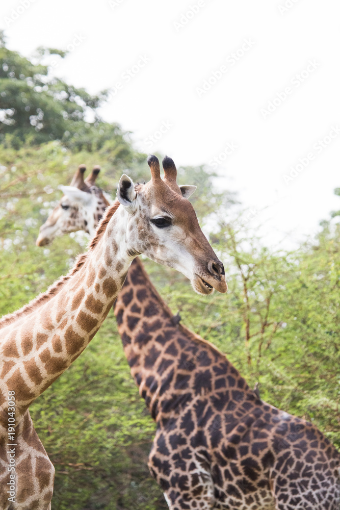 Two giraffes walkiing in opposite direction Two giraffes walkiing in opposite direction