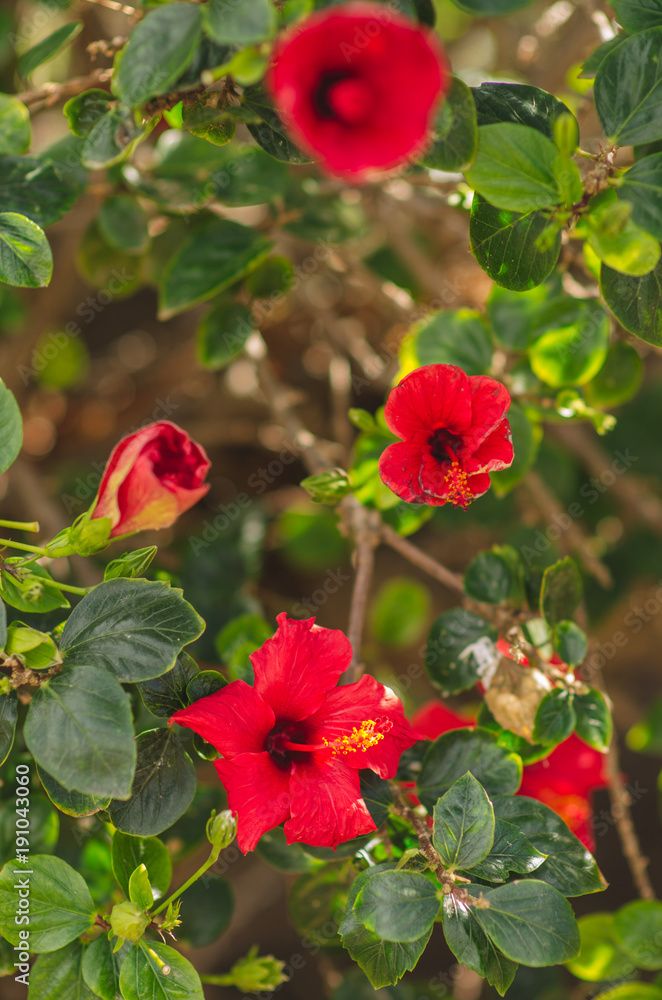 red hibiscus