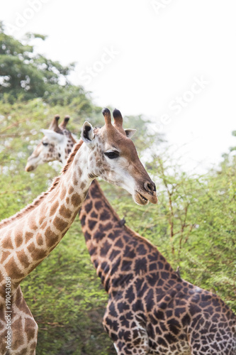 Two giraffes walkiing in opposite direction