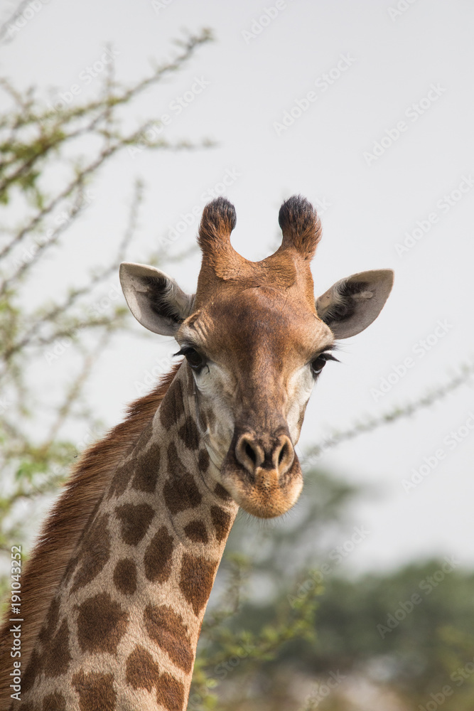Beautiful giraffes