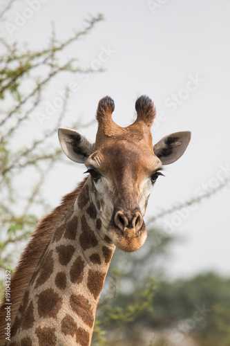 Fototapeta Naklejka Na Ścianę i Meble -  Beautiful giraffes