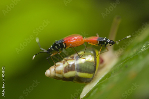 accouplement sur gastéropode photo