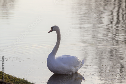 Male mute swan is swimming on the water