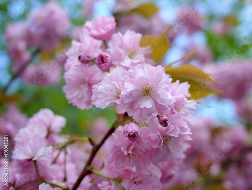 Close up of beautiful cherry blossoms