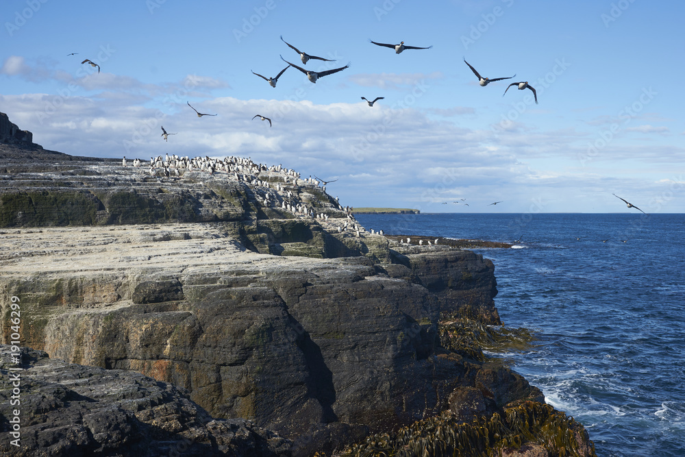 Large group of Imperial Shag (Phalacrocorax atriceps albiventer) on the coast of Bleaker Island on the Falkland Islands Large group of Imperial Shag (Phalacrocorax atriceps albiventer) on the coast of Bleaker Island on the Falkland Islands