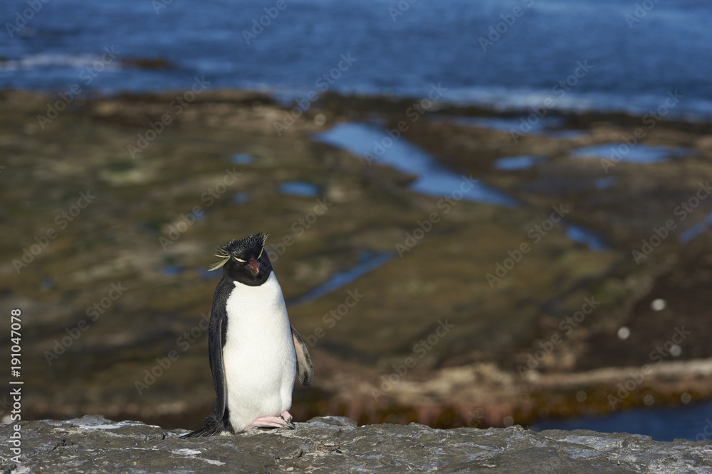 Obraz premium Rockhopper Penguin (Eudyptes chrysocome) on the cliffs of Bleaker Island in the Falkland Islands