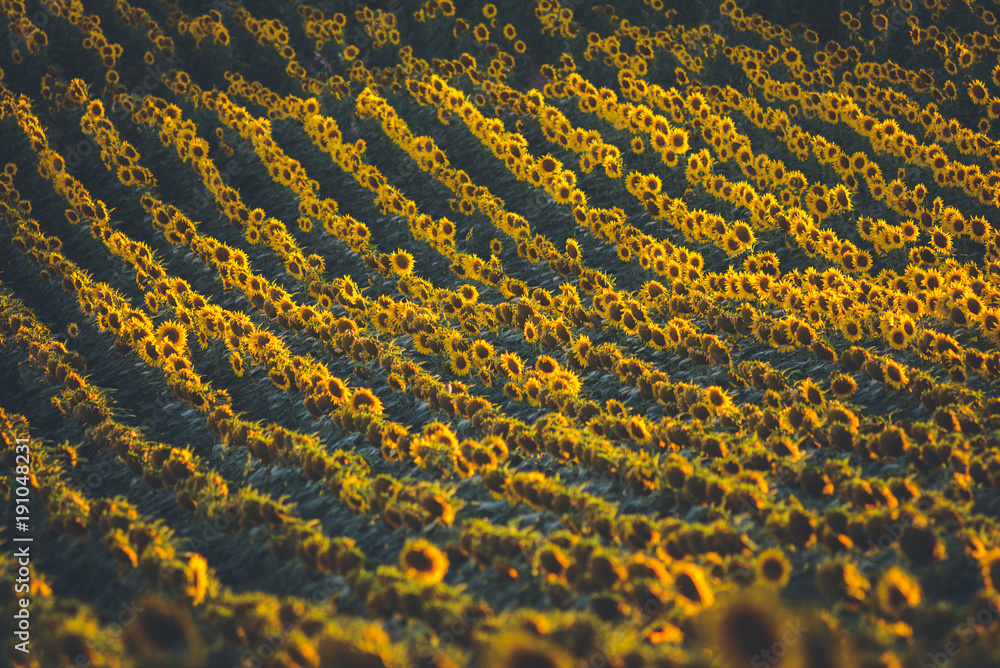 Sunflower field on sunset Sunflower field on sunset