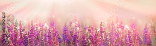 Selective and soft focus on purple flowers in meadow in spring - springtime