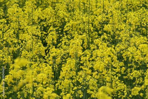 Colza - rapeseed flowers. Yellow flowers background, wallpaper, pattern. © silvia