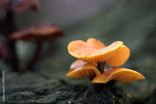 Wild enokitake, Flammulina velutipes, delicious edible mushroom