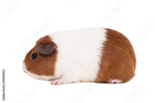 White-red two-tone guinea pig of Dutch breed sits in profile on a white background head to the left