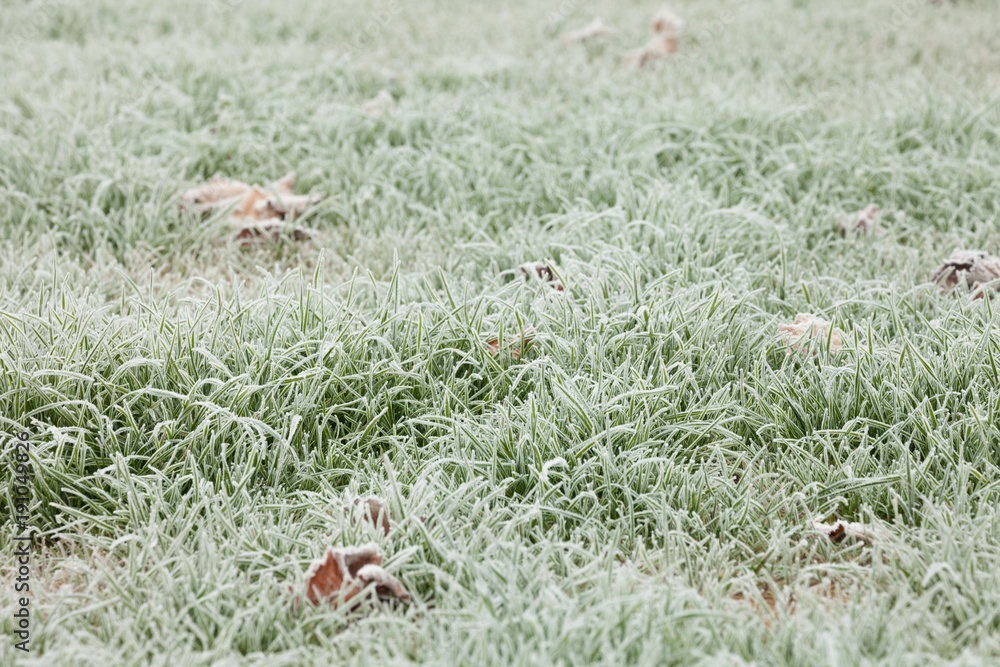 frost grass after a cold night in winter frost grass after a cold night in winter