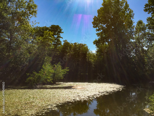 pond in forest