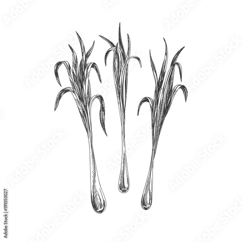 Beautiful vector hand drawn tea herb Illustration. 