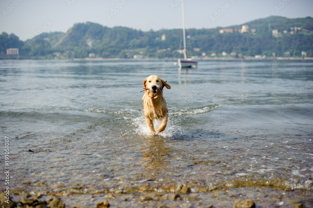 golden retriever dog bathes in Lake Maggiore, Angera, Lombardy, Italy