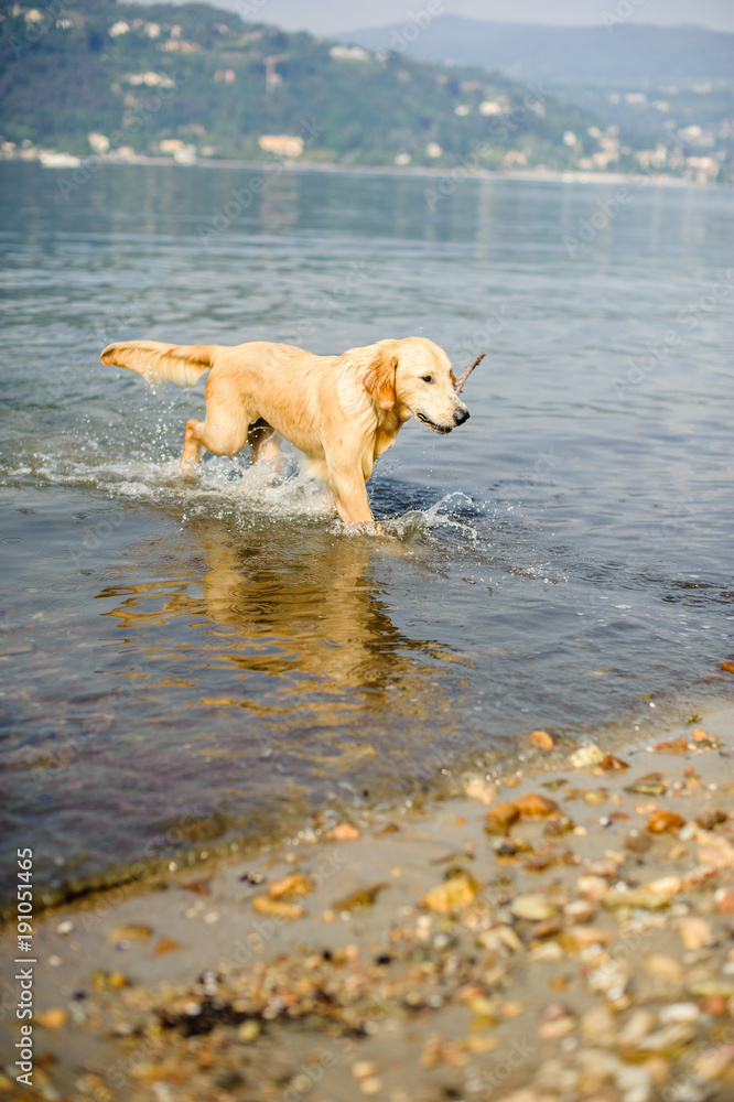 golden retriever dog bathes in Lake Maggiore, Angera, Lombardy, Italy golden retriever dog bathes in Lake Maggiore, Angera, Lombardy, Italy