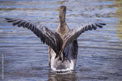 Greylag Goose Wildlife
