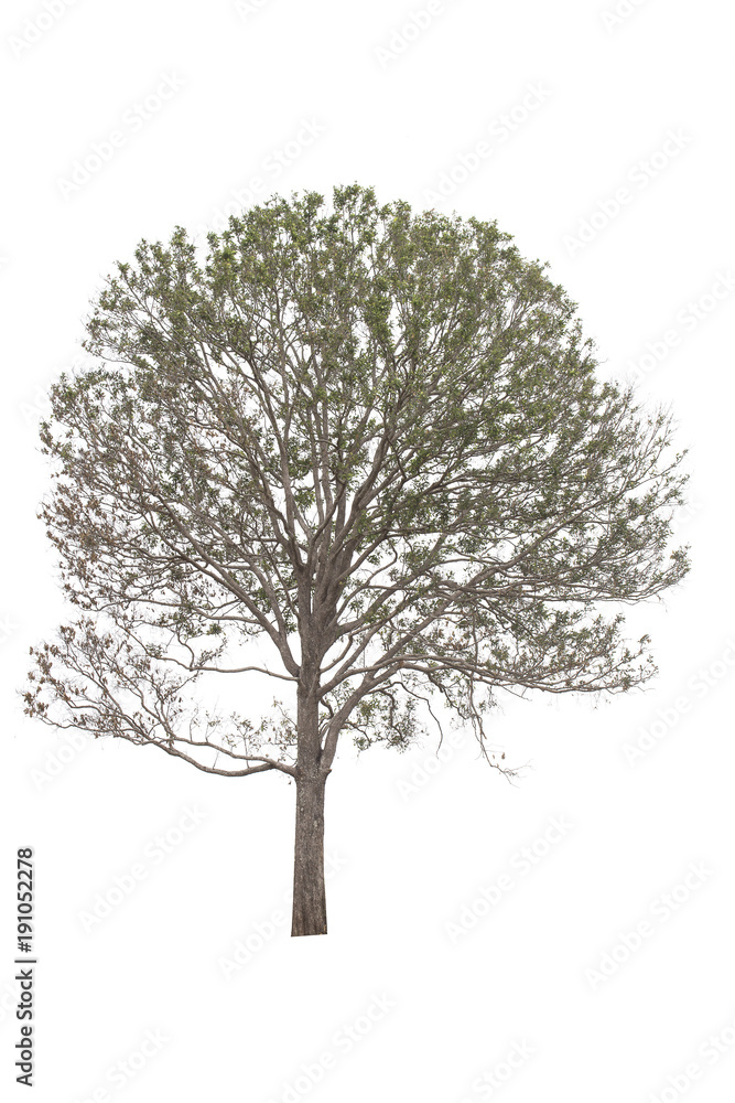 Obraz premium Tree isolated on white background.