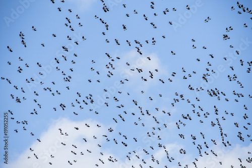 Flock of flying birds wildlife