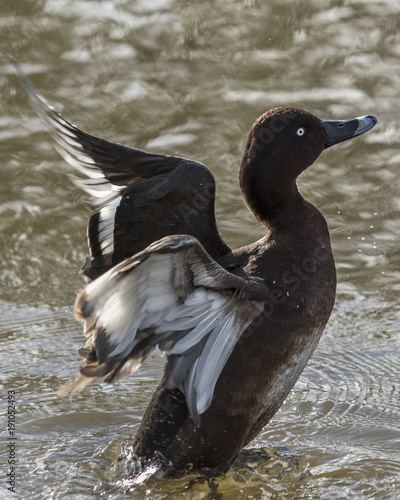 Ferruginous Duck Wildlife photo