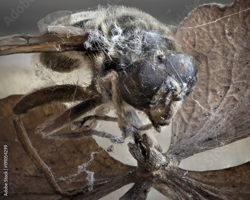 Fototapeta Naklejka Na Ścianę i Meble -  Dead Fly Insect