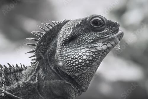 Iguana reptile