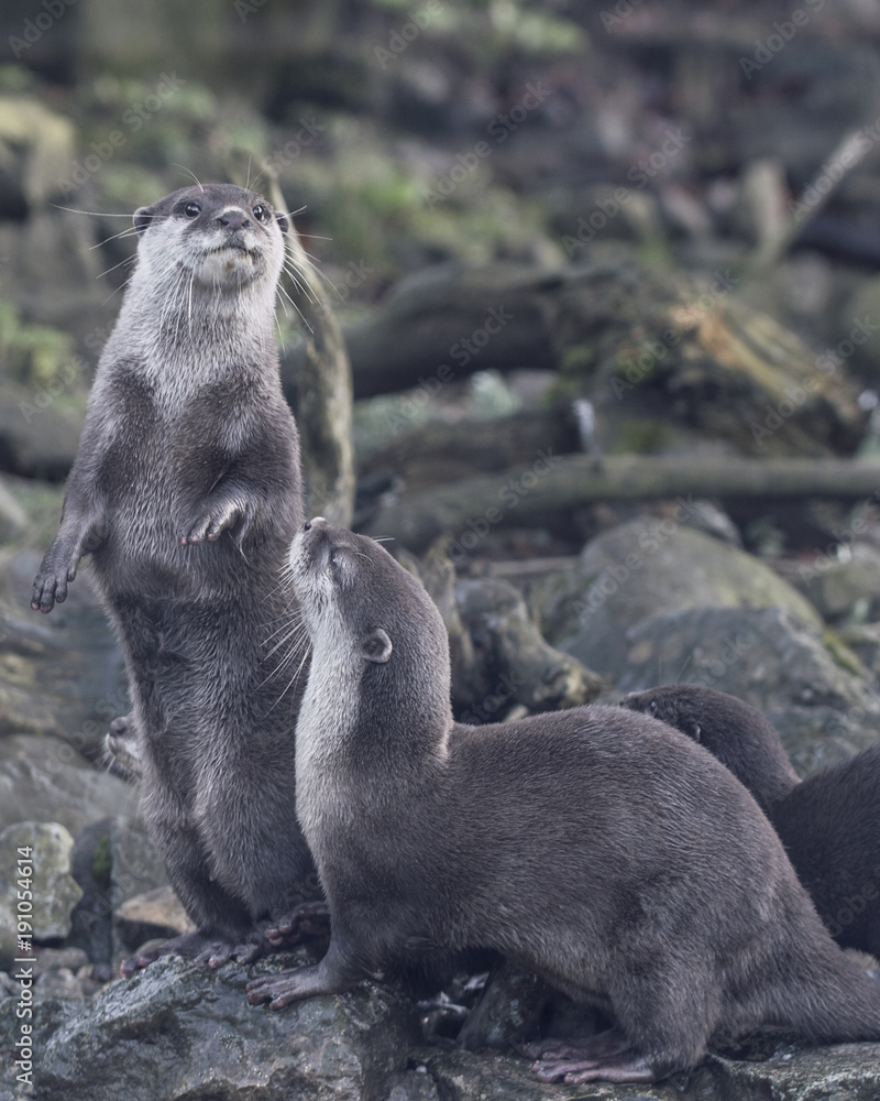 Obraz premium Asiatic short clawed otter
