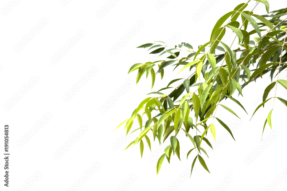 Obraz premium Branch isolated on white background.
