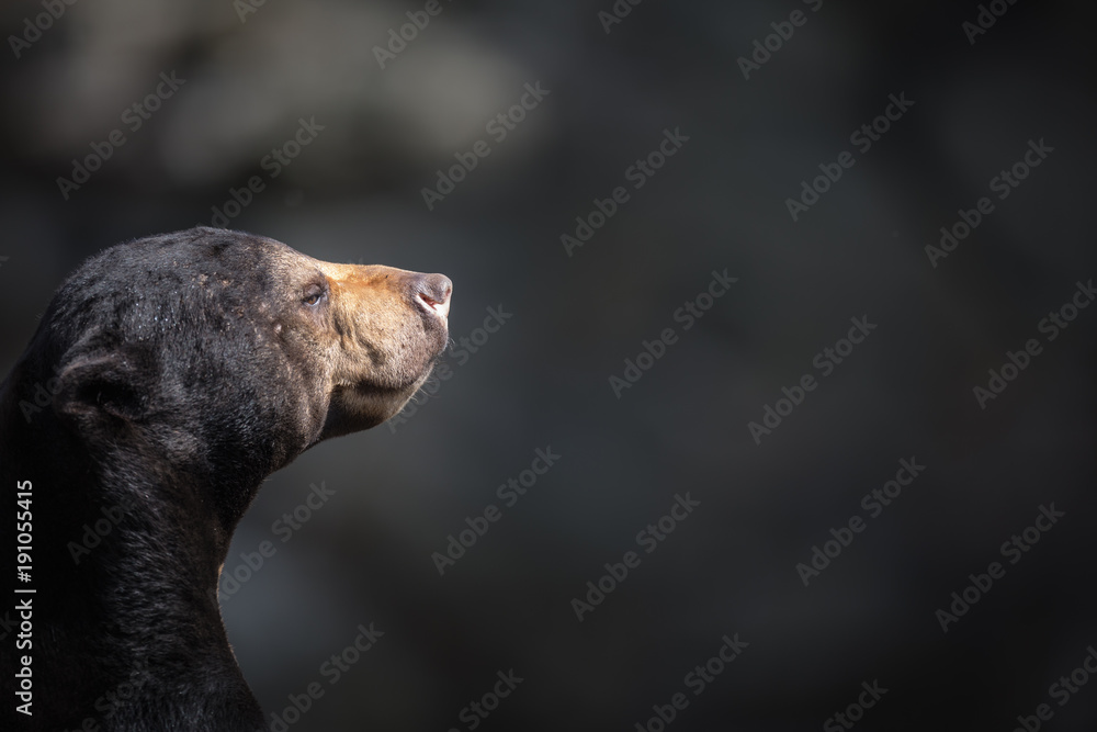 Fototapeta premium Malayan sun bear (Helarctos malayanus).